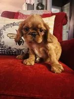 Silas , a male English Toy Spaniel for sale in Greenville, SC – 5 of 9