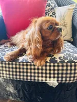 Gigi, a female Cavalier King Charles Spaniel for sale in Greenville, SC – 7 of 8