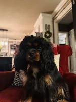 Ingrid , a female Cavalier King Charles Spaniel for sale in Greenville, SC – 10 of 10