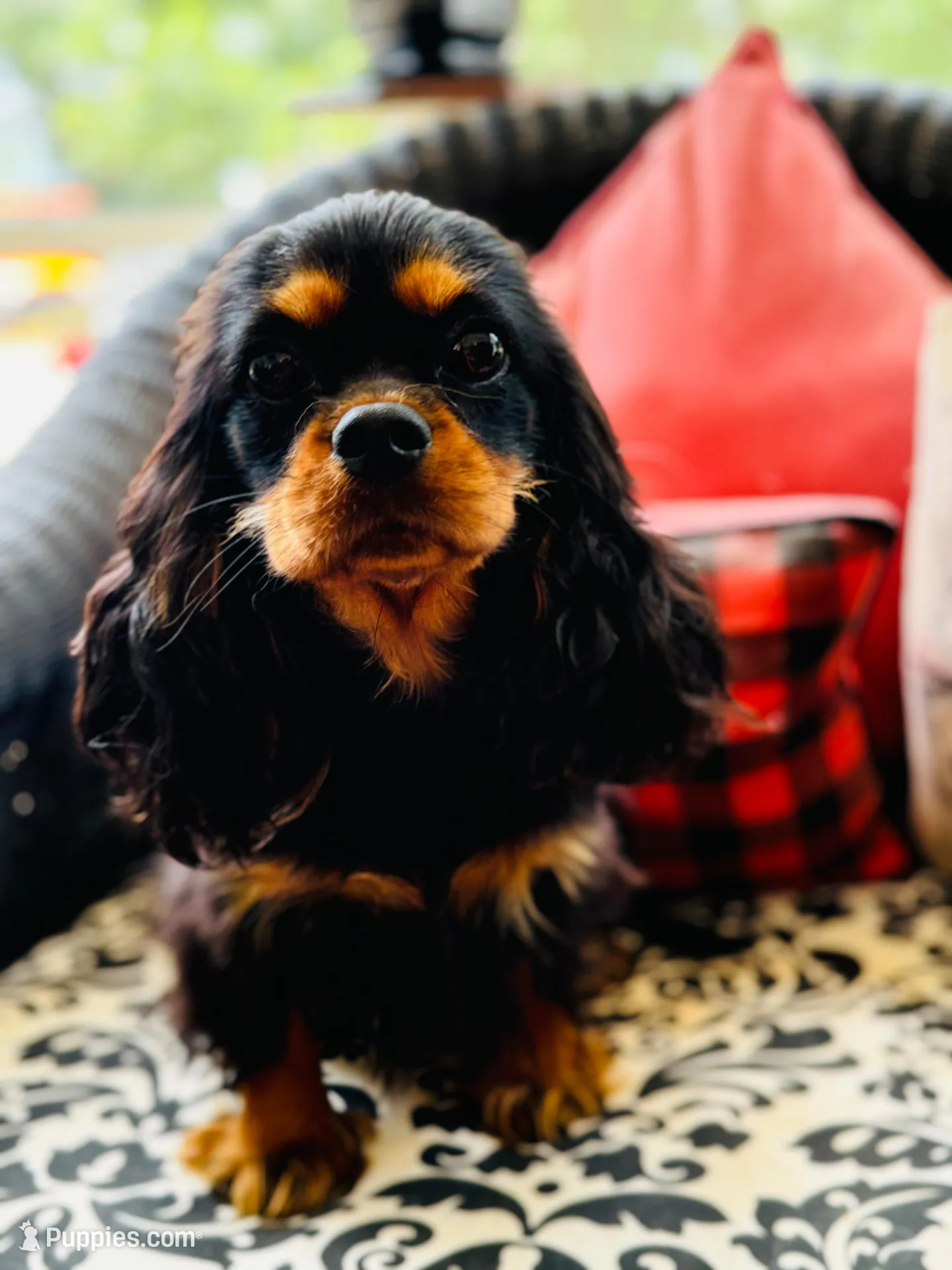 Louie, a male Cavalier King Charles Spaniel for sale in Greenville, SC – Photo 2 of 5