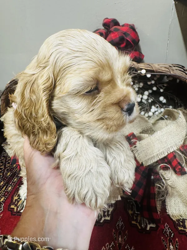 Daniel – Cocker Spaniel puppy for sale in Greenville, SC
