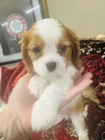 Harry, a male Cavalier King Charles Spaniel for sale in Greenville, SC – Photo 4 of 10
