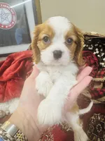 Harry, a male Cavalier King Charles Spaniel for sale in Greenville, SC – Photo 6 of 10