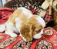 Harry, a male Cavalier King Charles Spaniel for sale in Greenville, SC – Photo 7 of 10