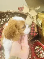 Harry, a male Cavalier King Charles Spaniel for sale in Greenville, SC – Photo 1 of 10