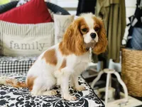 Harry, a male Cavalier King Charles Spaniel for sale in Greenville, SC – Photo 10 of 10