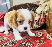 Harry, a male Cavalier King Charles Spaniel for sale in Greenville, SC – Photo 8 of 10