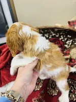 Harry, a male Cavalier King Charles Spaniel for sale in Greenville, SC – Photo 2 of 10