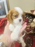 Harry, a male Cavalier King Charles Spaniel for sale in Greenville, SC – Photo 5 of 10