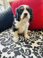 Lennon, a male Cavalier King Charles Spaniel for sale in Greenville, SC – 2 of 10