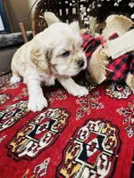 Joe, a male Cocker Spaniel for sale in Greenville, SC – 2 of 8