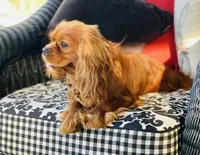 Sully, a male Cavalier King Charles Spaniel for sale in Greenville, SC – 6 of 10