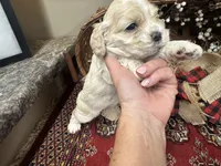 Jade, a female Cocker Spaniel for sale in Greenville, SC – 7 of 8