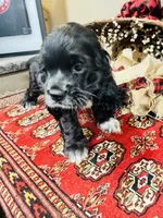 Sultan, a male Cocker Spaniel for sale in Greenville, SC – 4 of 8
