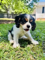 Hope, a female Cavalier King Charles Spaniel for sale in Greenville, SC – 4 of 10