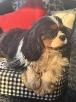 McCartney, a male Cavalier King Charles Spaniel for sale in Greenville, SC – 9 of 9