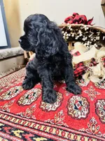 Memphis, a male Cocker Spaniel for sale in Greenville, SC – 6 of 8