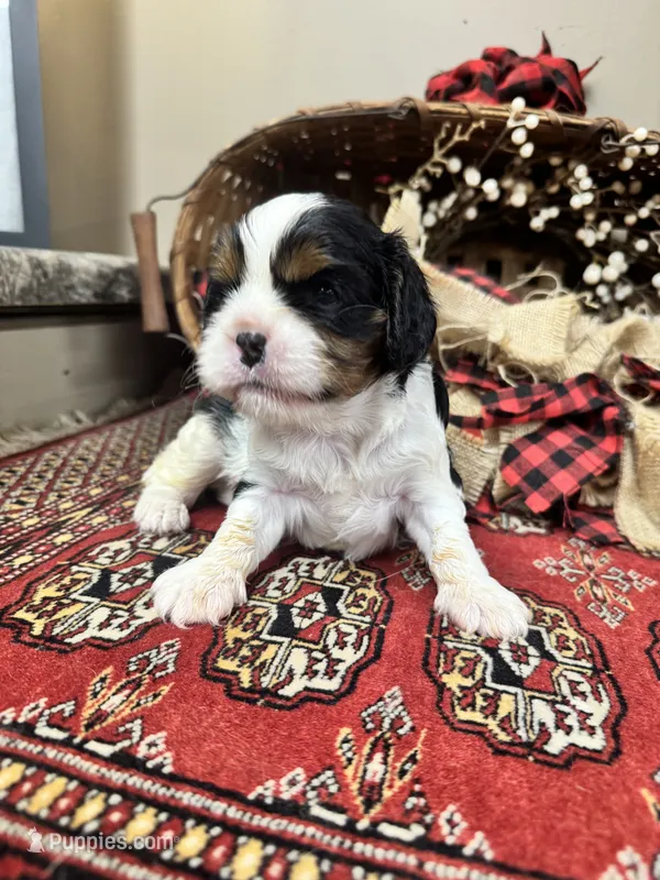 Chester – Cavalier King Charles Spaniel puppy for sale in Greenville, SC