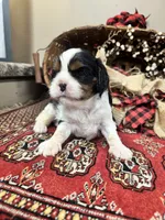 Chester, a male Cavalier King Charles Spaniel for sale in Greenville, SC – 1 of 10