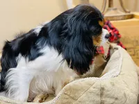 Lucy, a female Cavalier King Charles Spaniel for sale in Greenville, SC – 4 of 6