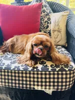 Gigi, a female Cavalier King Charles Spaniel for sale in Greenville, SC – 3 of 8
