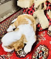 Phoenix, a male Cavalier King Charles Spaniel for sale in Greenville, SC – 3 of 10