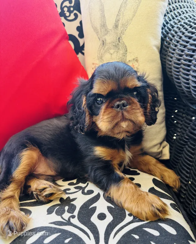 Suffolk – English Toy Spaniel puppy for sale in Greenville, SC