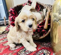 Sasha, a female Cocker Spaniel for sale in Greenville, SC – Photo 2 of 10