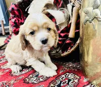 Sasha, a female Cocker Spaniel for sale in Greenville, SC – Photo 4 of 10