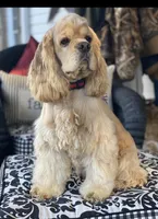 Sasha, a female Cocker Spaniel for sale in Greenville, SC – Photo 9 of 10