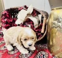 Sasha, a female Cocker Spaniel for sale in Greenville, SC – Photo 3 of 10