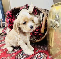 Sasha, a female Cocker Spaniel for sale in Greenville, SC – Photo 5 of 10