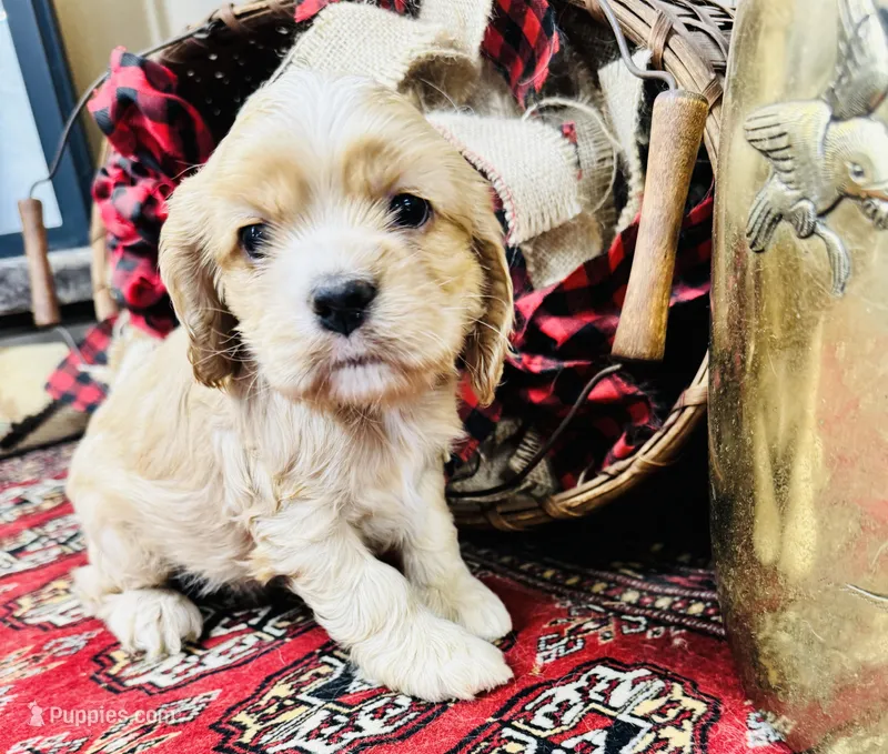Sasha – Cocker Spaniel puppy for sale in Greenville, SC