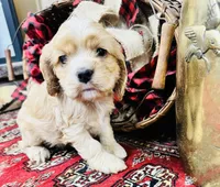 Sasha, a female Cocker Spaniel for sale in Greenville, SC – Photo 1 of 10