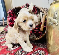 Sasha, a female Cocker Spaniel for sale in Greenville, SC – Photo 7 of 10