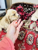 Sasha, a female Cocker Spaniel for sale in Greenville, SC – Photo 8 of 10