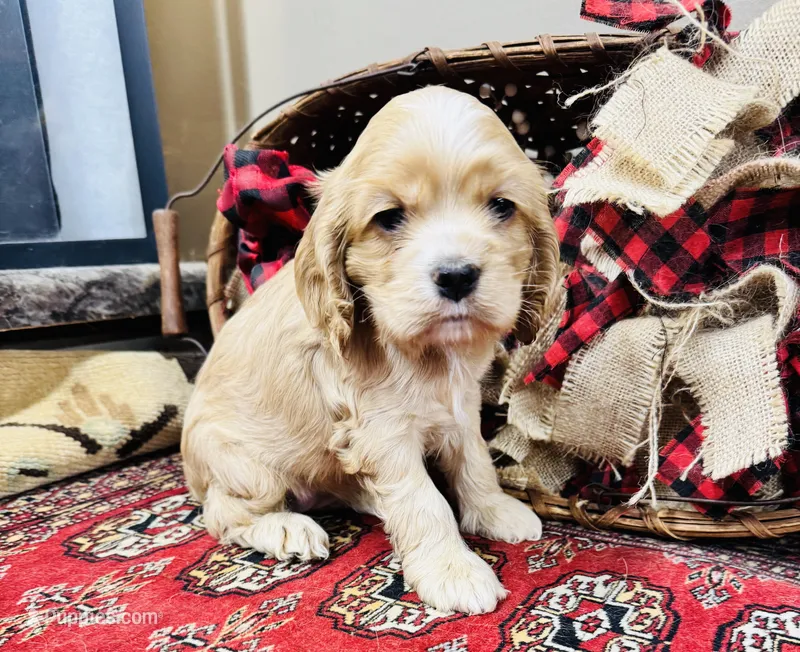 Sasha – Cocker Spaniel puppy for sale in Greenville, SC