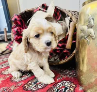 Sasha, a female Cocker Spaniel for sale in Greenville, SC – Photo 6 of 10