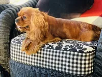 Sully, a male Cavalier King Charles Spaniel for sale in Greenville, SC – 8 of 10