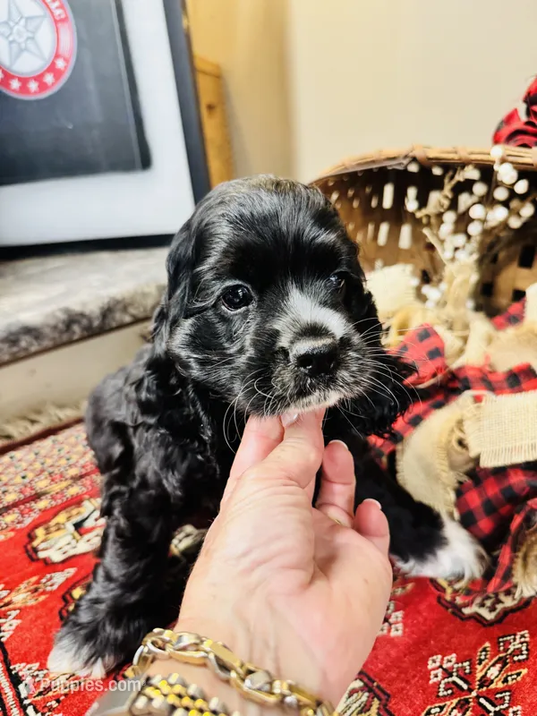 Sultan – Cocker Spaniel puppy for sale in Greenville, SC