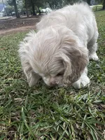 Jack, a male Cocker Spaniel for sale in Greenville, SC – 3 of 8