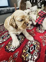 Dutchess , a female Cocker Spaniel for sale in Greenville, SC – 2 of 8