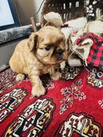 Serafina , a male English Toy Spaniel for sale in Greenville, SC – 6 of 10
