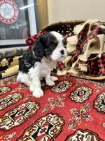 Palmer, a female Cavalier King Charles Spaniel for sale in Greenville, SC – Photo 7 of 9