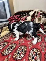 Palmer, a female Cavalier King Charles Spaniel for sale in Greenville, SC – Photo 8 of 9