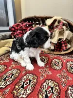 Palmer, a female Cavalier King Charles Spaniel for sale in Greenville, SC – Photo 3 of 9