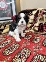 Palmer, a female Cavalier King Charles Spaniel for sale in Greenville, SC – Photo 6 of 9