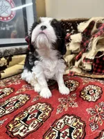 Palmer, a female Cavalier King Charles Spaniel for sale in Greenville, SC – Photo 4 of 9