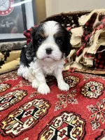 Palmer, a female Cavalier King Charles Spaniel for sale in Greenville, SC – Photo 1 of 9