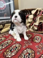 Palmer, a female Cavalier King Charles Spaniel for sale in Greenville, SC – Photo 2 of 9